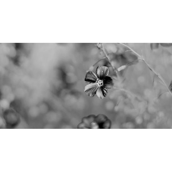 Obraz jarný kvietok v čiernobielom prevedení