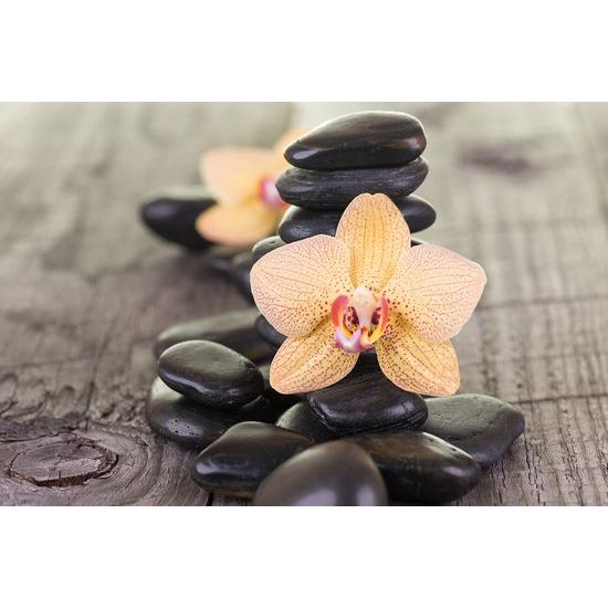 Fototapeta krásna orchidea so zen kameňmi