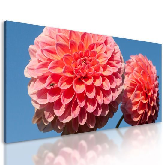 Obraz romantická ružová dália