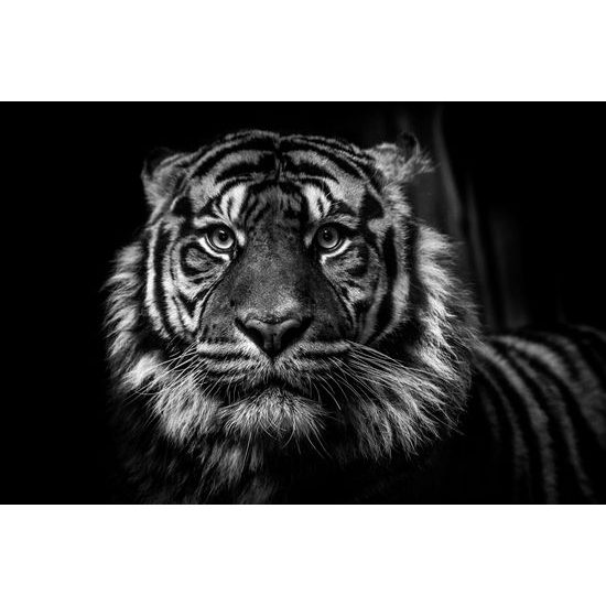 Obraz Bengálsky tiger v čiernobielom prevedení