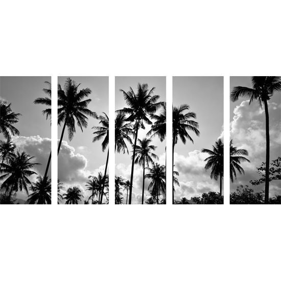 5-dielny obraz čiernobiele kokosové palmy