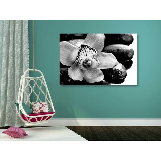 Obraz čiernobiely kvet orchidei