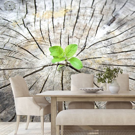 Samolepiaca fototapeta zrodenie zelenej rastliny