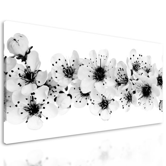 Obraz kvety čerešne na bielom pozadí v čiernobielom prevedení