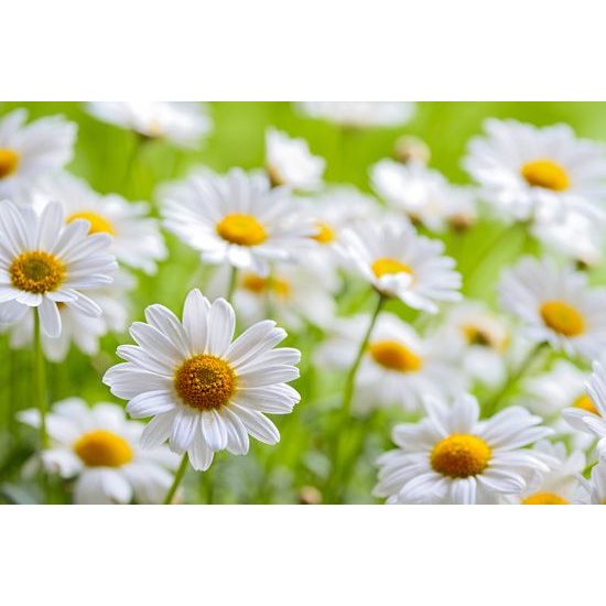 Samolepiaca tapeta romantické margarétky