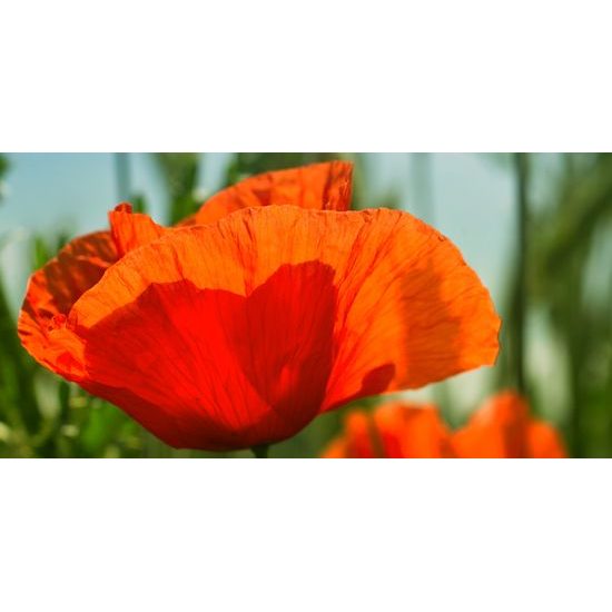 Obraz nádherný mak