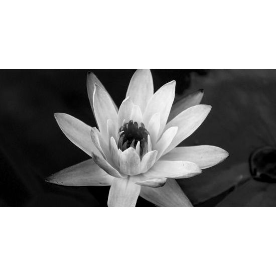 Obraz nádherný ružový lotosový kvet v čiernobielom prevedení