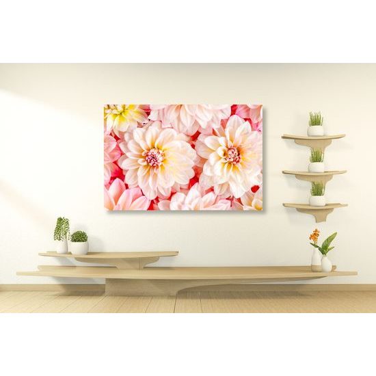 Obraz rozkvitnuté dálie v teplých farbách