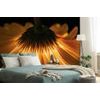Neobyčejná fototapeta zářivá gerbera