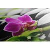 Obraz wellnes zátiší po dešti s nádhernou orchidejí