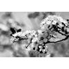 Samolepící fototapeta černobílé kvítky třešně
