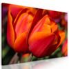 Obraz překrásné oranžové tulipány