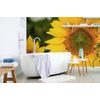 Samolepící fototapeta krásná slunečnice