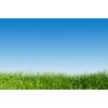 Samolepící tapeta tráva pod modrou oblohou