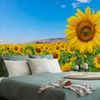 Nádherná samolepící fototapeta slunečnicové pole