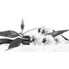 Obraz uklidňující Zen zátiší s květinami orchideje v černobílém provedení