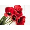Obraz nádherné tulipány