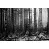 Originální samolepící fototapeta černobílé zákoutí lesa