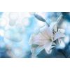 Samolepící tapeta bílá lilie na abstraktním pozadí