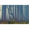 Fototapeta mysteriózní les