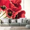 Samolepící fototapeta ohnivočervené tulipány