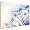 Obraz jedinečný detail pampelišky