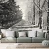Samolepící tapeta černobílá alej stromů na přelomu ročních období