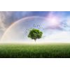 Samolepící tapeta magický strom pod duhou