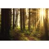 Samolepící fototapeta les v ranních paprscích slunce