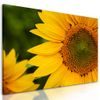 Obraz detail slunečnice