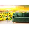 Samolepící tapeta pole plné slunečnic