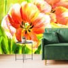 Samolepící tapeta rozkvetlé oranžové tulipány