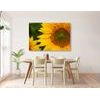 Obraz detail slunečnice