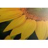 Obraz detail slunečnice
