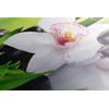 Obraz zen zátiší s orchidejí