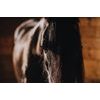 Originální fototapeta vznešený kůň