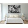 Obraz nádherný lev v černobílém provedení