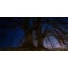 Obraz magické stromy pod noční oblohou