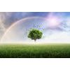 Tapeta magický strom pod duhou