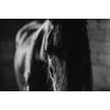 Originální černobílá fototapeta vznešený kůň