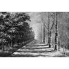 Samolepící tapeta černobílá alej stromů na přelomu ročních období