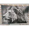 Obraz nádherný lev v černobílém provedení