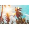 Samolepící tapeta palmy v paprscích slunce