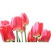 Fototapeta elegantní tulipány