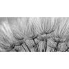Obraz přesný detail pampelišky v černobílém provedení