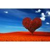 Tapeta strom ve tvaru srdce uprostřed louky