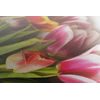 Obraz nádherně zbarvené tulipány