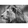 Obraz nádherný lev v černobílém provedení