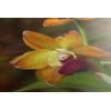 Obraz unikátní zlatá orchidej