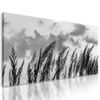 Obraz polní tráva s nebeským pozadím v černobílém provedení